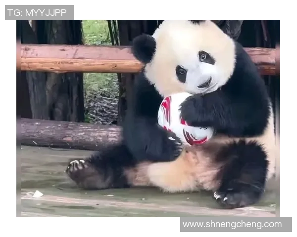 足球明星与可爱熊猫亲密互动的精彩瞬间合集 足球明星与可爱熊猫亲密互动的精彩瞬间合集